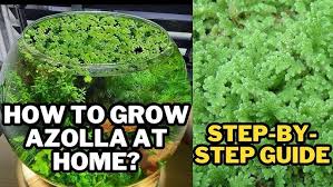 Image result for Azolla