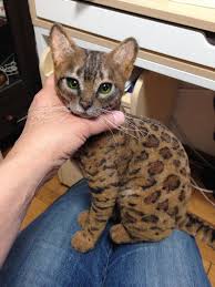 Stunning Needle Felted Bengal Cat By Moana L Yuki Kece Igneleme Hayvanlar Hayvan