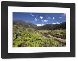 Image result for Carex bequaertii