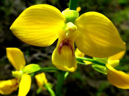 Image result for Eulophia hereroensis