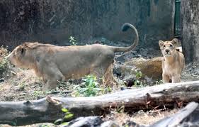 Pair Lions Brought Gujarat Their ...