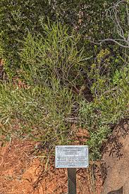 Image result for Diospyros crassiflora