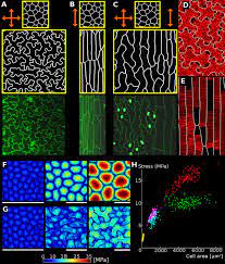 Maybe you would like to learn more about one of these? Why Plants Make Puzzle Cells And How Their Shape Emerges Elife