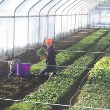 Innovative winter CSA models lead to summer member retention