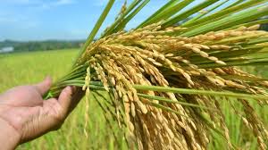 Svargabumi destinasi wisata ditengah sawah yang untungkan petani. 8 Cara Menanam Padi Yang Baik Dan Menguntungkan Mudah Dan Praktis Hot Liputan6 Com