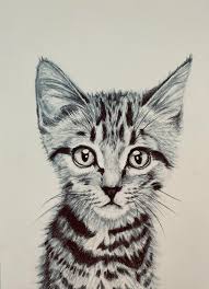You can edit any of drawings via our. Kitten Drawing Drawing