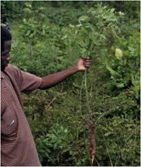 Image result for Sphenostylis briartii