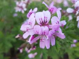 Image result for Pelargonium graveolens