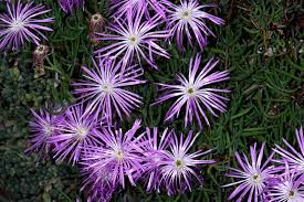 Image result for Lampranthus spp.