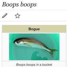 Image result for Boops boops