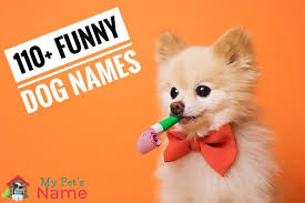 Sharing a laugh with a friend is almost always a great feeling. Funny Dog Names List Of 110 Hilarious Names For Goofball Dogs My Pet S Name