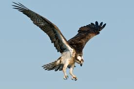 Using birds of prey is a natural answer to pest control. Pest Control Using Falcons And Hawks Catch It Ltd