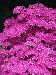 Rhododendron Obtusum Hinodegiri Japanse Azalea De Tuinen Van Appeltern Japanse Tuin Tuin Tuin Ideeen