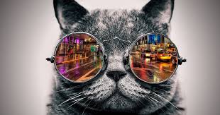 Download Gambar Kucing Keren Gambar Warna Binatang Menyusui Biru Merapatkan Keren Download Kumpulan 52 Gambar Dp Bbm Di 2020 Kucing Kucing Betina Gambar Kucing Lucu
