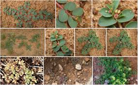 Image result for Euphorbia inaequilatera