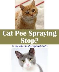 And if you are looking for some homemade repellent sprays, then you can check the wikihow's article. 19 Exceptional Cat Spraying Deterrent