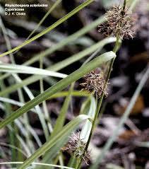 Image result for Rhynchospora rugosa