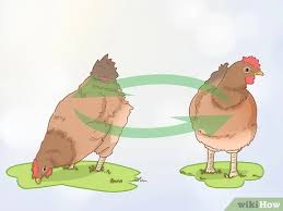 Maybe you would like to learn more about one of these? 3 Cara Untuk Menyembuhkan Telur Lengket Pada Ayam Wikihow