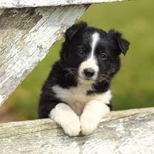 Rough and smooth collie puppies are in high demand and any advertised in the uk are snapped up very quickly. Border Collie Puppies For Sale