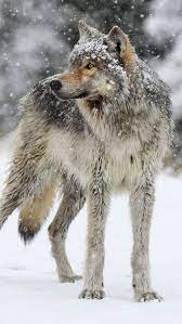 pin von blackforest auf wildtiere wilde hunde wilde tiere super susse tiere