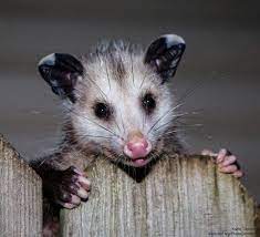 By Georgia Possum Since Their Diet Allows Them To Indulge On Snails Slugs And Beetles They Are A Welcome Addition To T Baby Possum Awesome Possum Opossum