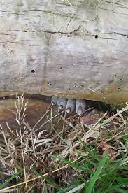 Although this is true, xylariafungi have complicated life cycles, switching between asexual and sexual stages multiple times10. The Dead Man S Fingers Fungus Looks As Creepy As It Sounds And Here Are 6 Pics To Prove It Bored Panda