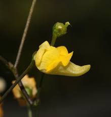 Image result for Genlisea africana