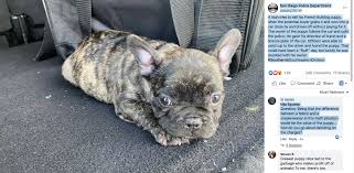 Find french bulldog puppies for sale and dogs for adoption near you. French Bulldogs Are The It Dogs For San Diego Pet Thieves San Diego Reader