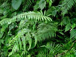 Image result for Pseudocyclosorus