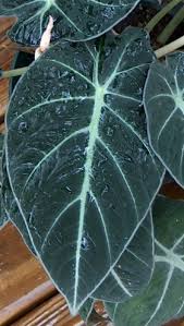 Unlike most alocasia, black velvet forms a branched, rhizomatous stem that can produce plants up to 18 inches wide. The Jewel Alocasias Spotlight On Alocasia Reginula Black Velvet Dave S Garden