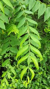 Image result for Juglandaceae