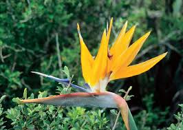 However, they are not lilies and all of the species are native to southern africa ( south africa , lesotho , swaziland , mozambique ), though some have become naturalized in scattered places around the world ( australia , great britain , mexico. 6 Strelitzia Reginae Strelitziaceae A Flagship Beauty Among South Download Scientific Diagram