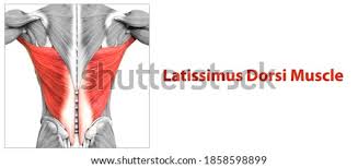The muscles of the torso shape a person's appearance in many ways. Shutterstock Puzzlepix