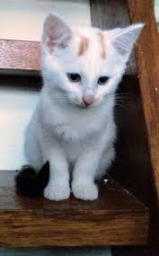 Kittens Kruising Noorse Boskat Katten En Kittens Overige Katten Marktplaats Nl Noorse Boskat Katten En Kittens Poesje