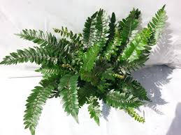 Image result for Pellaea dura