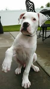 American Bulldog In 2020 American Bulldog Puppies Pitbull Puppies Pitbull Dog