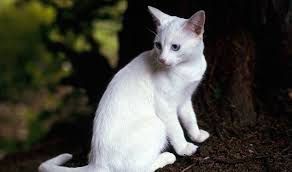 القطة البيضاء في المنام للعزباء ف البطن