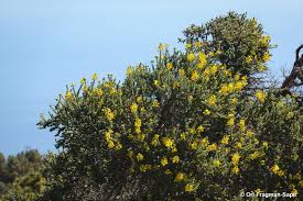 Image result for Adenocarpus mannii