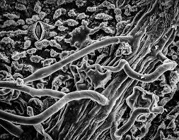Mar 03, 2020 · with the advanced microscopes of today, such as the scanning electron microscope and transmission electron microscope, cell biologists are able to obtain detailed images of the smallest of cell structures and organelles. The Sinister Beauty Of Plant Cells Plant Cell Plants Scanning Electron Microscope