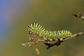 How To Identify Worms Caterpillars Sciencing