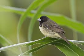 Espiguero Capuchino Yellow Bellied Seedeater Sporophila Nigricollis 16 Bird Species Birds Belly
