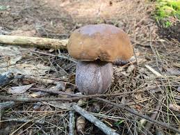 Image result for Sutorius eximius