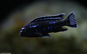 Like some other large cichlid genera, such as cichlasoma, a number of related fishes have been recently reassigned to different genera such as tropheops or maylandia (see also: Pseudotropheus Interruptus