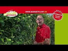 Da hainbuchen sehr stark wachsen, sollte man hecken und andere formgehölze am besten zwei mal pro jahr schneiden. Buchen Hainbuche Schneiden Wie Und Wann Schneiden Sie Eine Buche Hecke Youtube