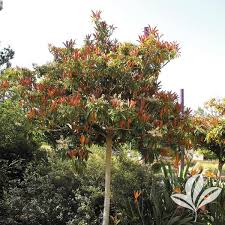 Image result for Eriobotrya