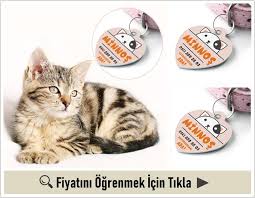 Kedi Severlere Hediye Ne Alinir Hediyemen Blog