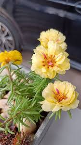 Image result for Portulaca