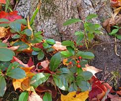Image result for Galenia procumbens