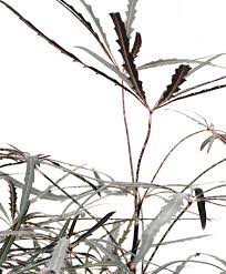 Image result for Plerandra