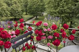 Check spelling or type a new query. 12 Best Geranium Plant Decoration Ideas Pelargonium Summer Flowers